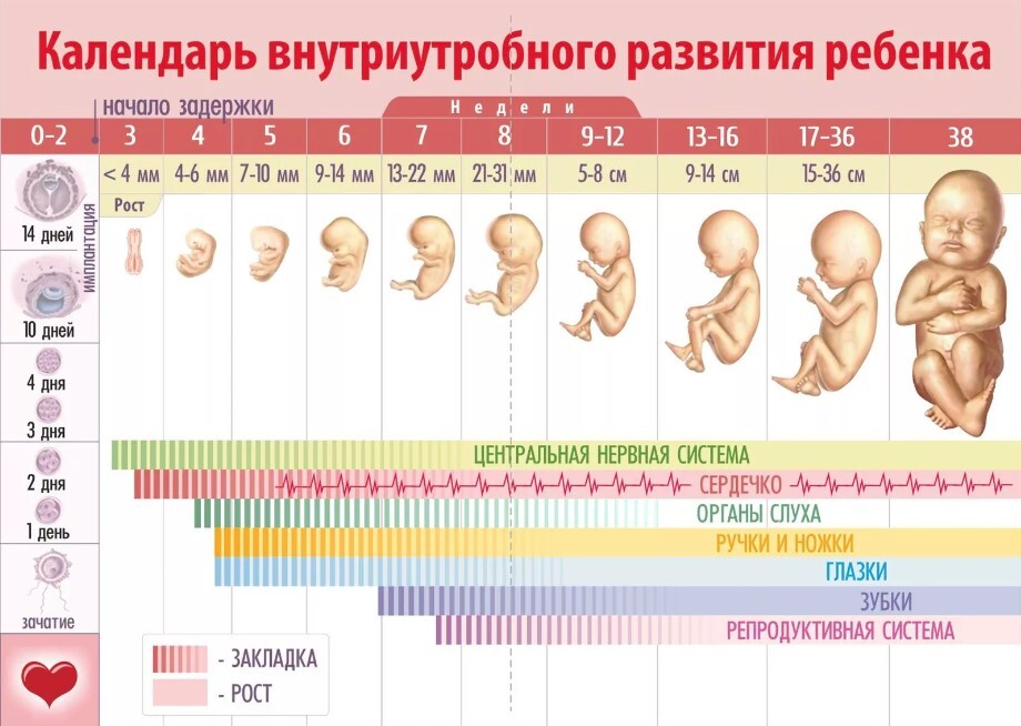 беременность по неделям